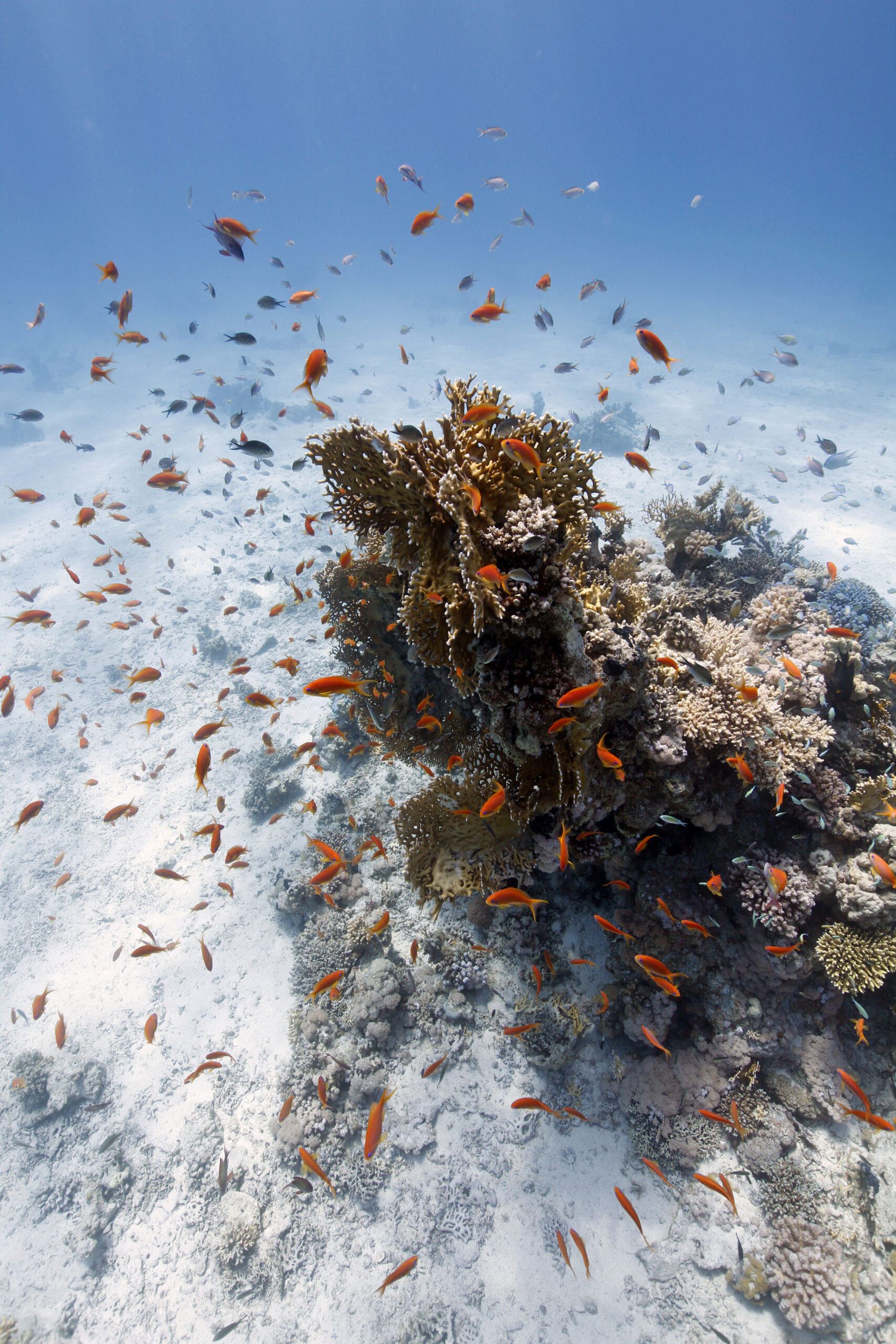 Underwater coral reef teeming with orange fish